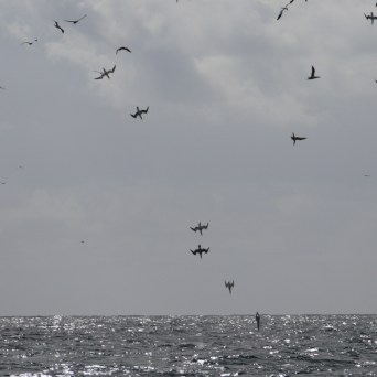 Gannets flying over the ocean on a cloudy day.