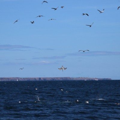 Seagulls flying over a vast ocean with distant cliffs under a clear blue sky.