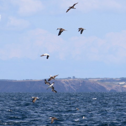 Seabirds flying over the ocean with distant cliffs in the background.