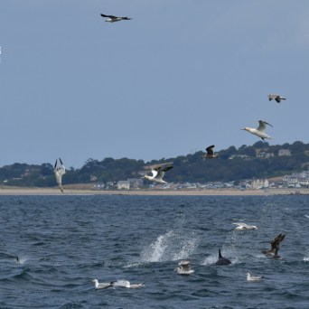 Birds fly above sea with splashing dolphins at the surface.