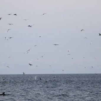 Ocean view with many birds flying above and a dolphin surfacing.