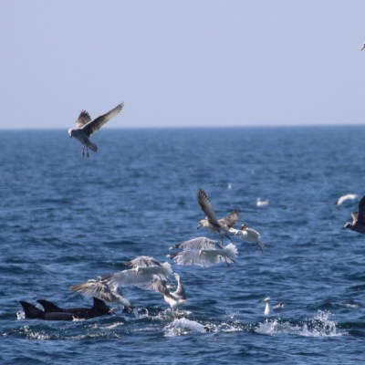 Seabirds flying above dolphins in the ocean.