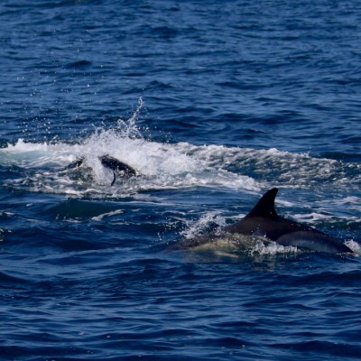 Dolphins swimming in the ocean with splashing water.
