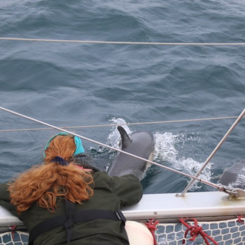 Person leaning over boat railing watching dolphins in the ocean.
