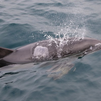 Dolphin swimming with water splashing in the ocean.