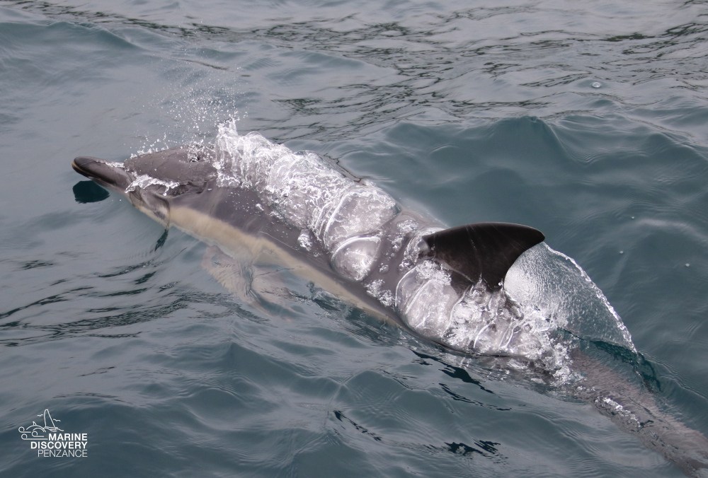 Dolphin swimming in the ocean with water splashing.