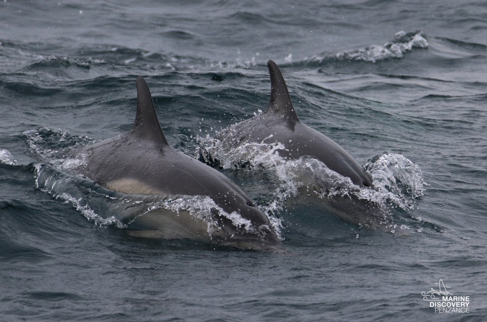 Two dolphins swimming together in choppy ocean waters.