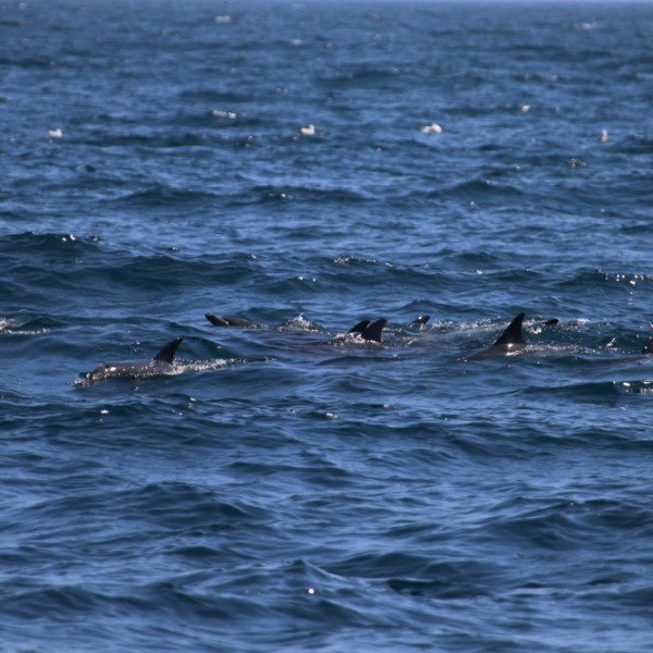 Pod of dolphins swimming in the ocean with visible dorsal fins.