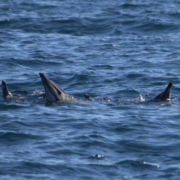 Group of dolphins swimming in the ocean.