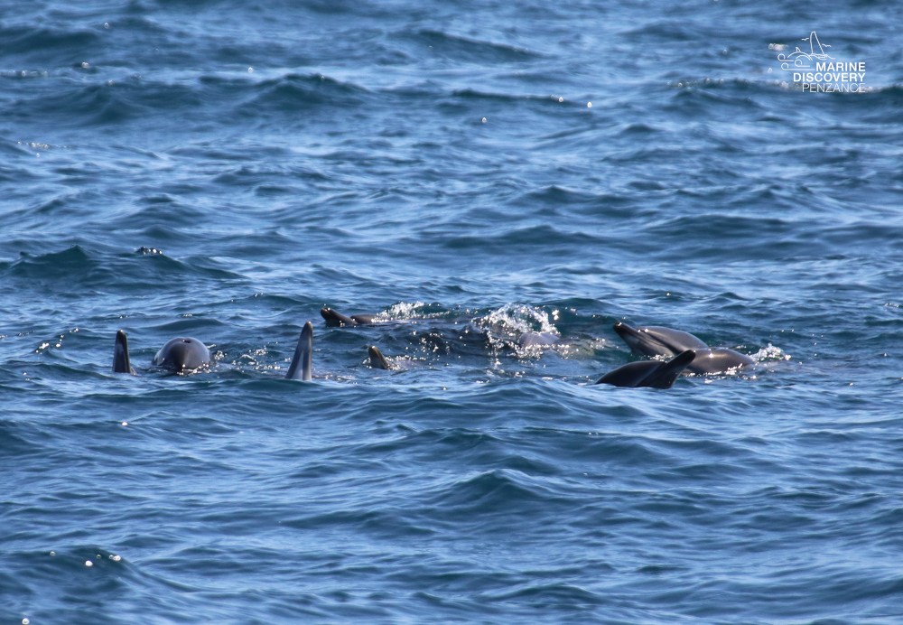 Fins of dolphins surfacing in choppy blue sea water.
