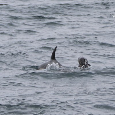 Dolphins swimming in the ocean, one with a visible dorsal fin.