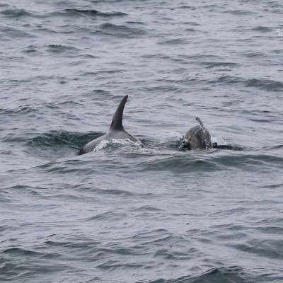 Two dolphins swimming in the ocean with visible fins.