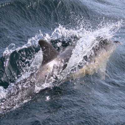 Dolphin leaping through ocean waves with splash.