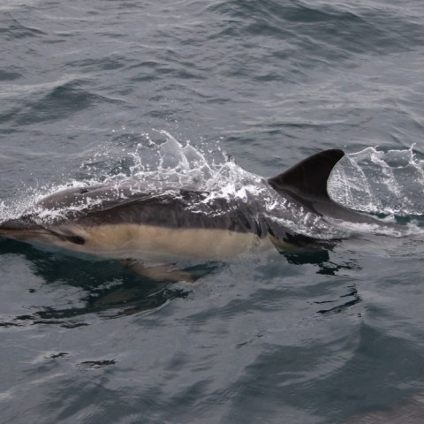 Dolphin swimming near the ocean surface with splashes around it.