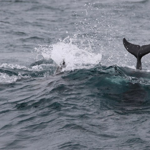 Dolphin tails and dorsal fins breaking through choppy ocean surface.