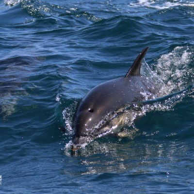 Dolphin swimming in the ocean with a visible dorsal fin.
