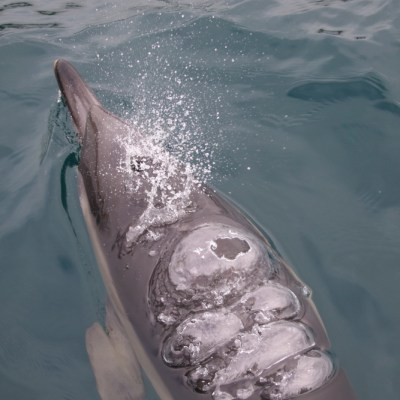 Dolphin surfacing in water with bubbles and splashes visible.