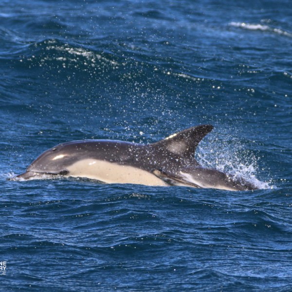 Dolphin surfacing in choppy blue sea, with water splashes.