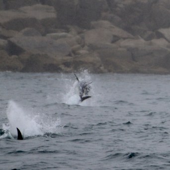Tuna splashing in the ocean near rocky shore on a cloudy day.
