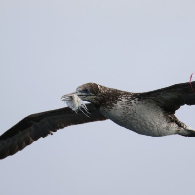 Bird in flight carrying a small fish in its beak.