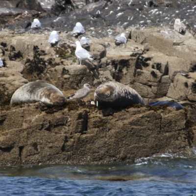 Seals resting on rocky shore with several seagulls nearby.