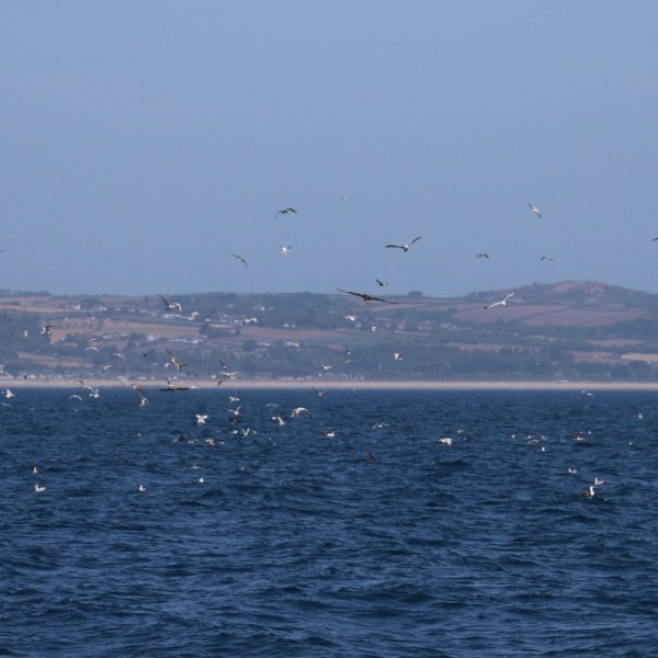 Seagulls flying over the sea with distant hills in the background.