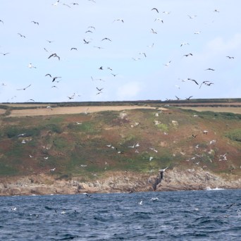 Seagulls flying over a rocky coastline with grassy cliffs.