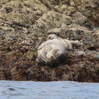 Seal lying on rocky shore near water's edge.