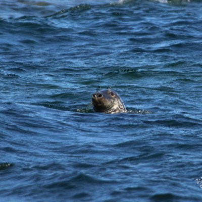 Seal's head peeking above the water in the ocean.