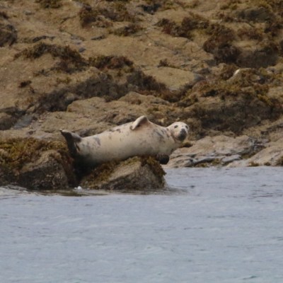 Seal resting on rocky shore by the sea.