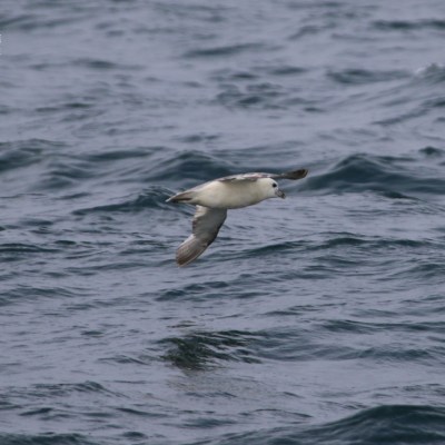 Seabird flying over rippling ocean waves.
