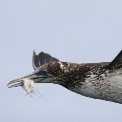 Bird in flight carrying debris in its beak against a clear sky.