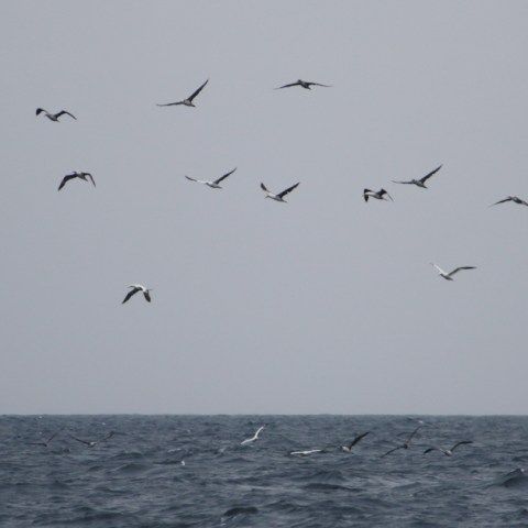 Flock of seabirds flying over the ocean on a cloudy day.