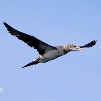 Bird with outstretched wings flying in clear sky.
