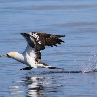 Bird skimming water surface with wings spread.