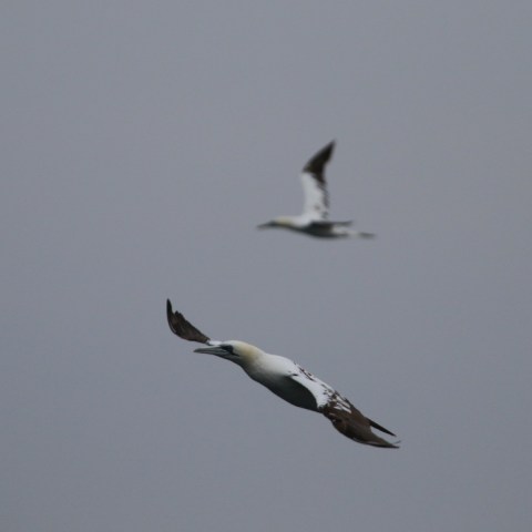 Two birds flying in overcast sky, blurred background.