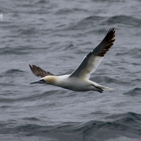 Seabird in flight over a wavy ocean under gray skies.