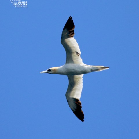Seabird soaring against clear blue sky with spread wings.