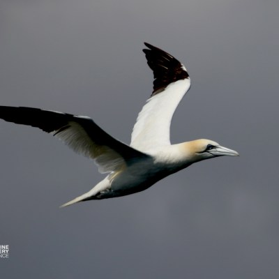 Gannet with wings spread flying against a grey sky.
