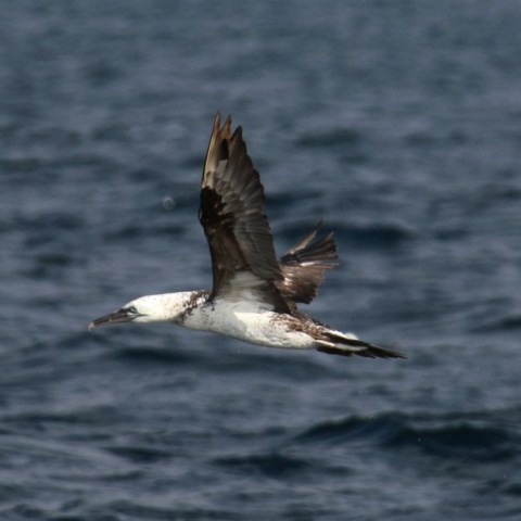 Seabird flying over the ocean on a clear day.