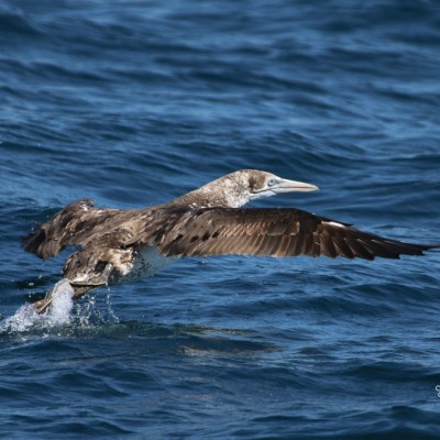 Brown seabird with long wings skimming over ocean surface.