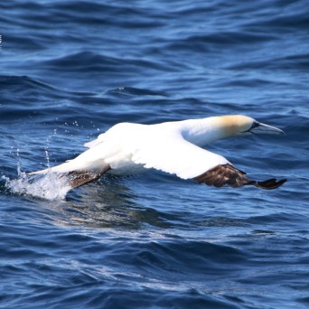 Gannet bird skimming above blue ocean water.