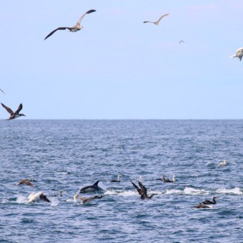 Seabirds flying over a group of dolphins swimming in the ocean.