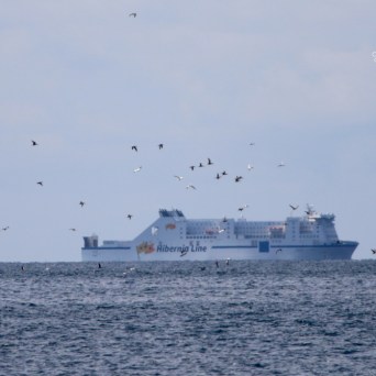 Ferry on ocean with scattered birds flying overhead under a cloudy sky.