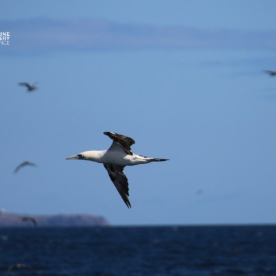Seabird flying over ocean with distant birds and land on horizon.