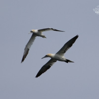 Two gannets flying together in a clear sky.