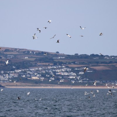 Seagulls flying over the sea with coastal town in background.