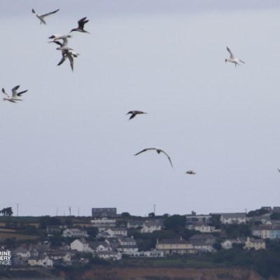 Seagulls flying over coastal town with houses and green fields.