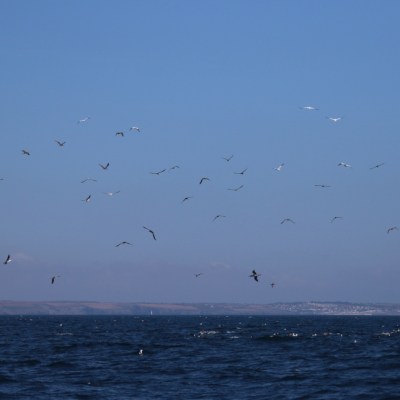 Flock of birds flying over the sea with distant coastline and clear sky.