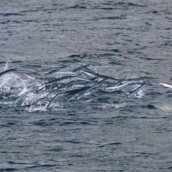 A school of garfish swimming close to the water surface.